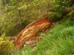 2013-06-22_Hirschhoerndl_Jochberg (171).JPG